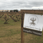 Evangelho Vineyard Sign