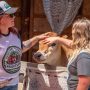 Girl petting a cow